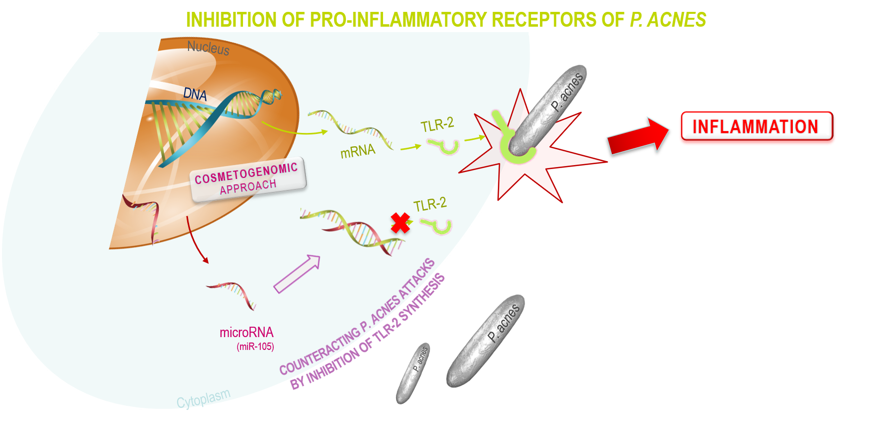 Mechanism of the inhibition of pro-inflammatory receptors of P.Acnes