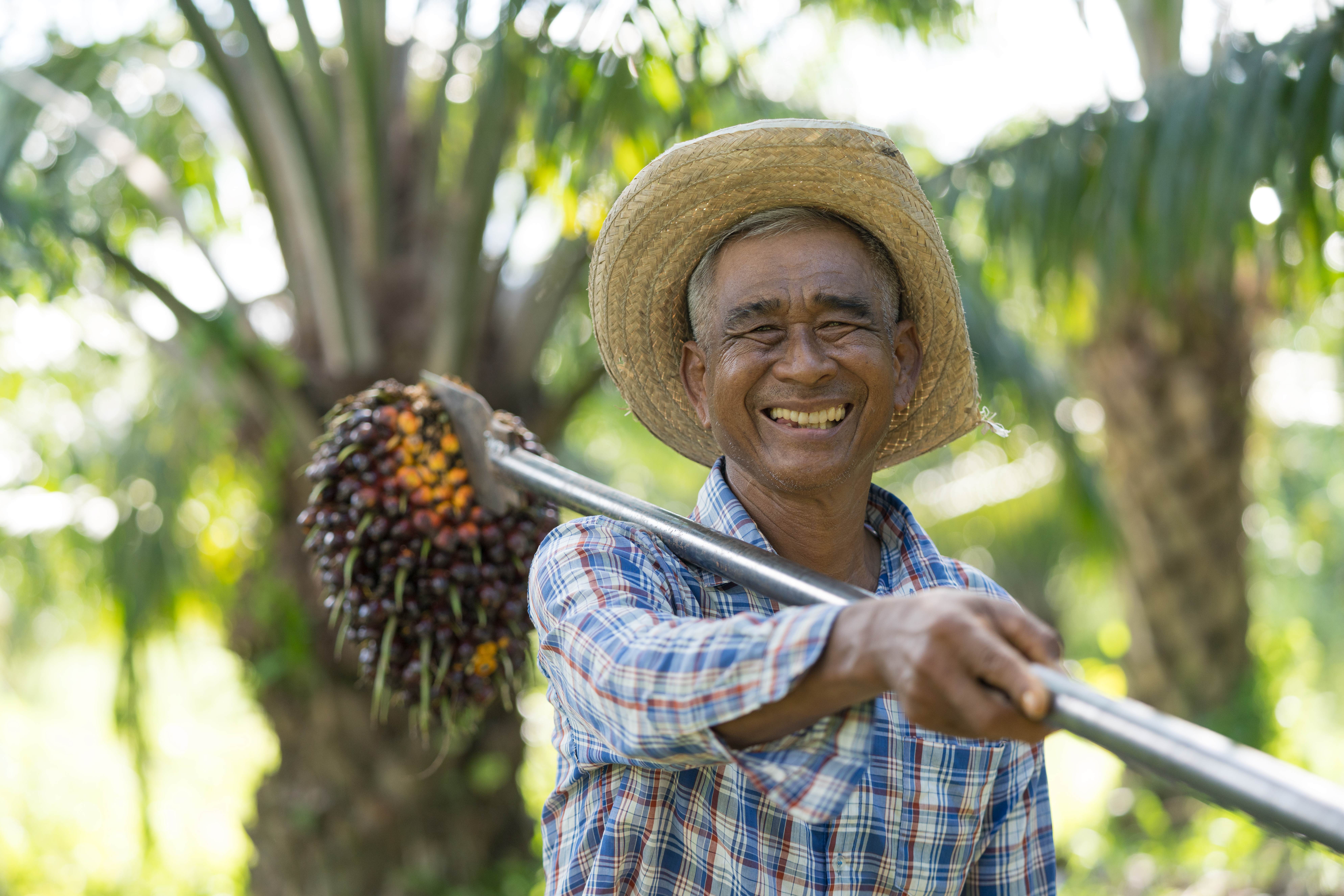 Farmer wearing a hat holding oil palm fruit bunch