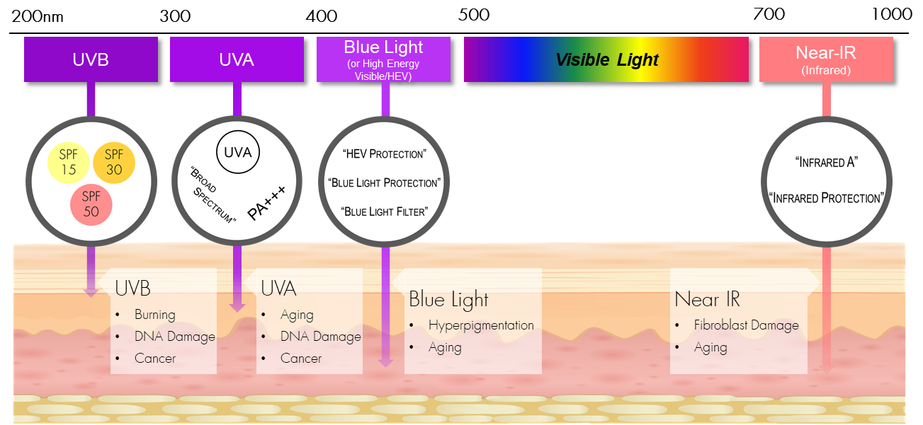 克罗达的图表解释了不同类型的光线是如何穿透和损害皮肤的