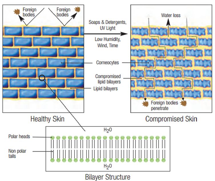  图表显示了禾大羊毛脂在应用时对皮肤产生的屏障效应，以对抗异物的渗透