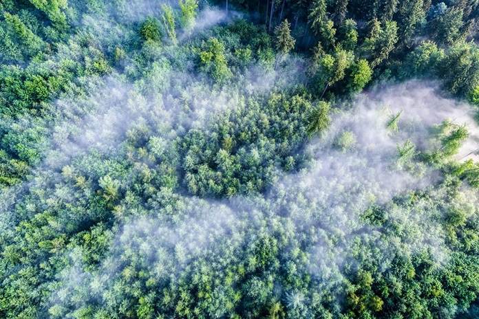 Aerial Foggy Forest